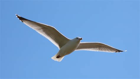 Seagull Flying Bird In - Free photo on Pixabay - Pixabay