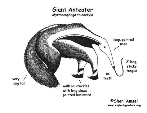 Anteater (Giant) Body Diagrams and Habitat Posters