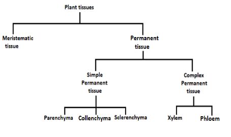 TISSUES-PLANT TISSUE-PERMANENT TISSUE