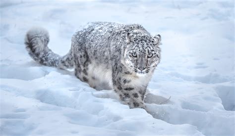 Download Snow Animal Snow Leopard HD Wallpaper