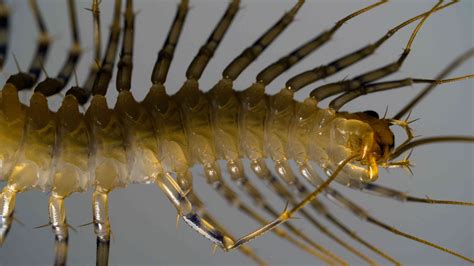 The House Centipede Is One Impressive (And Leggy) Creepy-Crawly