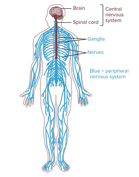 32 Label The Structures Involved With Circulation Of Cerebrospinal ...