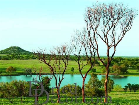 Dried Manzanita Branches - Natural Bulk Manzanita Trees