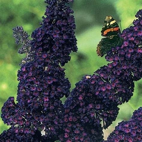 Black Knight Butterfly Bush Seeds | Etsy