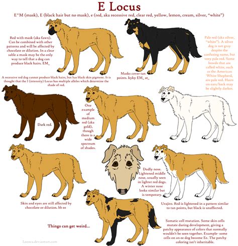 Dog Colors Guide- Red by Leonca on DeviantArt