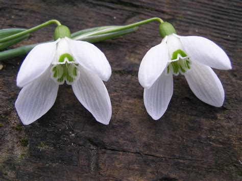 New snowdrop name announced - The English Garden