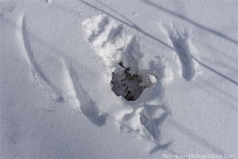 Great Gray Owl Snow Impact! | 365 Days of Birds