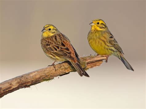 Yellowhammer Bird Facts (Emberiza citrinella) | Birdfact