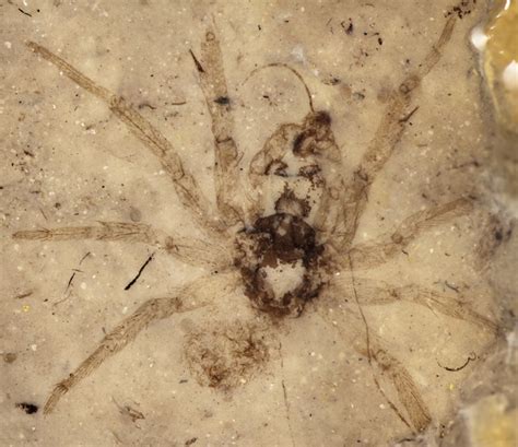 Stunningly Preserved 165-Million-Year-Old Spider Fossil Found | WIRED