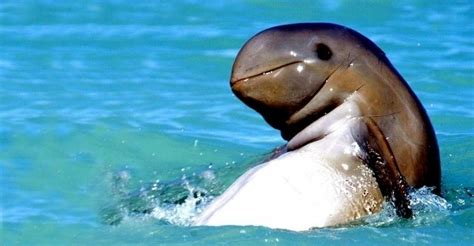 Australian Snubfin Dolphin – "OCEAN TREASURES" Memorial Library