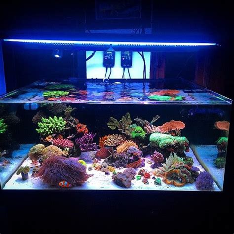 Pin by Вика Ивченко on reef | Saltwater aquarium setup, Aquarium fish ...