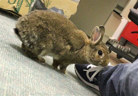 Binkies, Nose Bonks and Flops | Rabbit Behavior