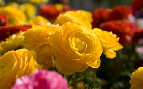 Yellow Flowers Wallpapers Images Photos Pictures Backgrounds