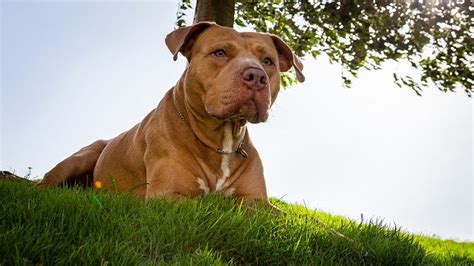 Abandoned Dog Discovered in Backyard by New Homeowners