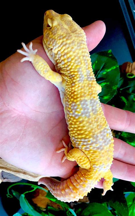 Albino Super Giant Leopard Gecko for sale | Giant leopard gecko