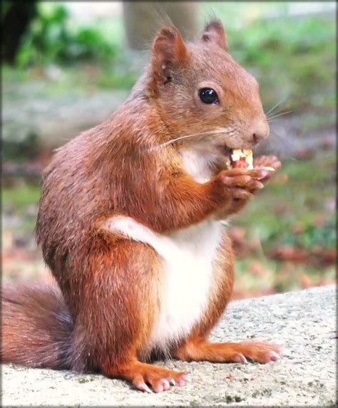 Squirrels love nuts not only as dessert! | Flickr - Photo Sharing!