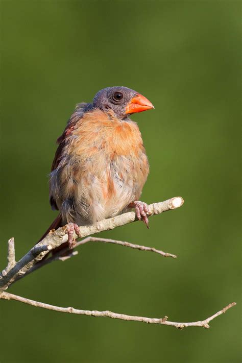 Northern Cardinal | Audubon Field Guide