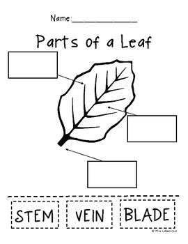 Parts of a Leaf by Miss Cobblestone's Resources | TPT