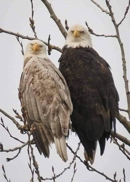 🔥 Blonde (leucistic) Male Bald Eagle and His Mate : r/NatureIsFuckingLit