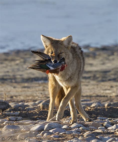 An Indecisive Coyote With A Male Northern Shoveler As Prey – Feathered Photography