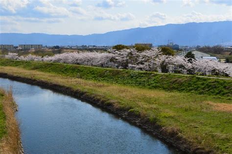 Nagoya Castle Cherry Blossoms Stock Photos - Free & Royalty-Free Stock Photos from Dreamstime