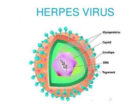 Herpes Virus | Amsterdam | Netherlands | 2018 | Europe | USA | Asia | Allied Academies