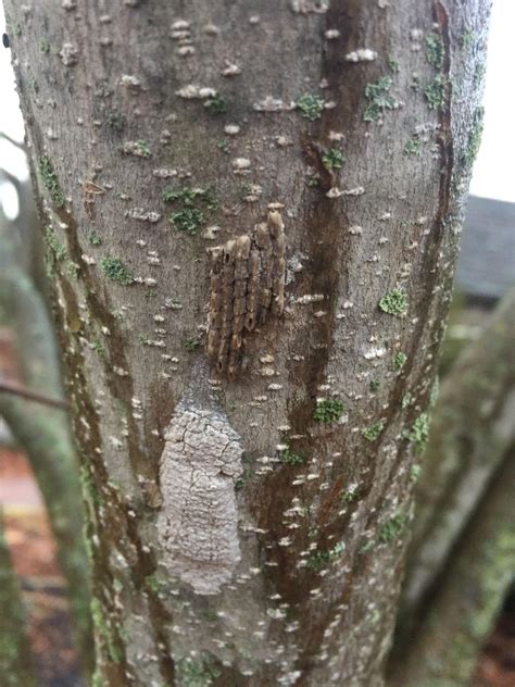 Here's everything you need to know about spotted lanternfly egg masses and other insect ...