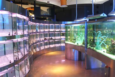 3 Tips for Buying An Aquarium