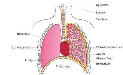 can anyone show the diagram of lungs - Science - Respiration in ...