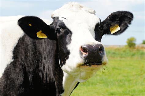 Beef and dairy cows - Express Farming