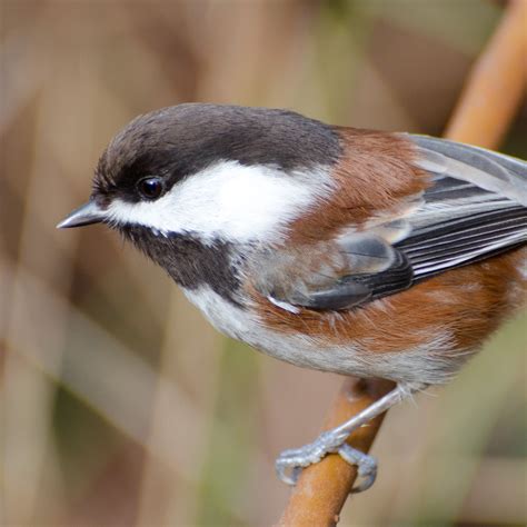 Chestnut-Backed Chickadee | National Geographic