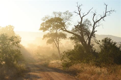 Foggy Road · Free Stock Photo