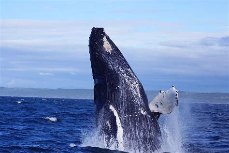 A humpback whale in the Bay of Fundy, near Westport, Brier Island (the Whale Watching Capital of ...