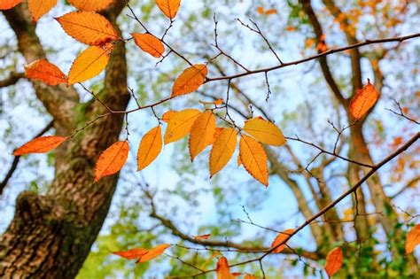 Free Photo | Beautiful scenery of the early autumn on a sunny day at the park