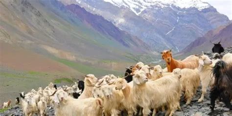 Raising Cashmere Goats: Beginner’s Guide for New Farmers - Boer Goat Profits Guide
