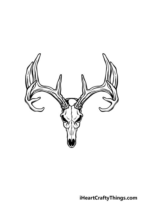 Deer Skulls Drawings