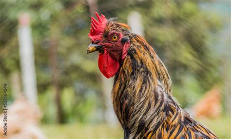 retrato en primer plano de un gallo de corral Stock Photo | Adobe Stock