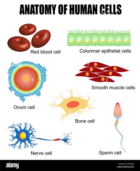 Human Cells