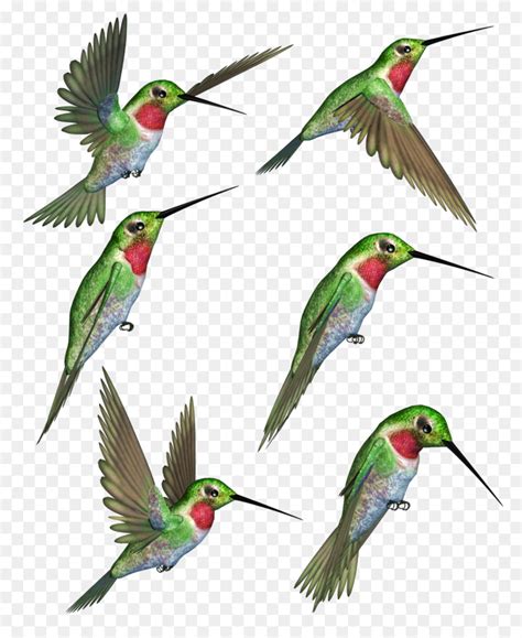 hummingbird clipart free download 10 free Cliparts | Download images on ...