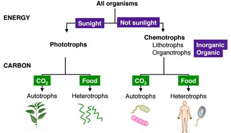 Can some organisms survive without energy from the sun? | Socratic