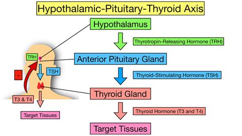 Thyroid Hormone Diagram | My XXX Hot Girl