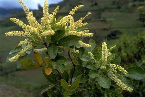 Biodiversidad de México : FLORA Y FAUNA ENDÉMICA DE MÉXICO.