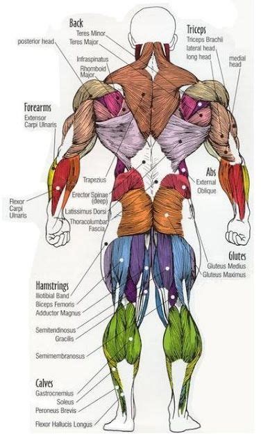 Major muscles of the body, with their COMMON names and SCIENTIFIC (Latin) names YOUR JOB is to ...