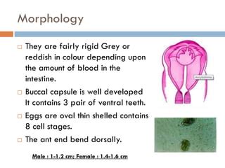 Ancylostoma Braziliense Morphology