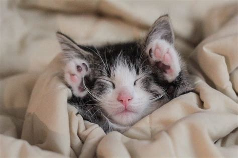 Tiny Sleeping Kittens - vrogue.co