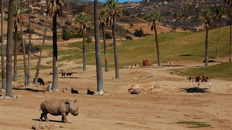 How to Buy Discount San Diego Zoo Safari Park Tickets - Top 14 Ways ...