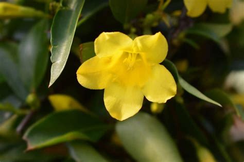 How To Grow and Care for Carolina Jasmine Vines (Gelsemium sempervirens) | Florgeous