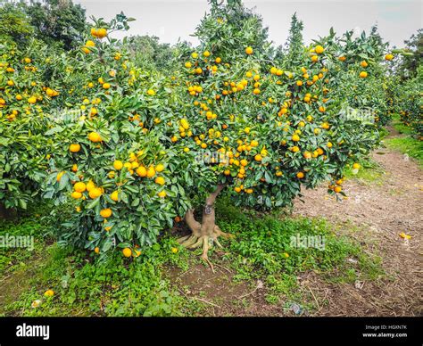 Tangerine orange farm in Jeju island, South Korea Stock Photo - Alamy