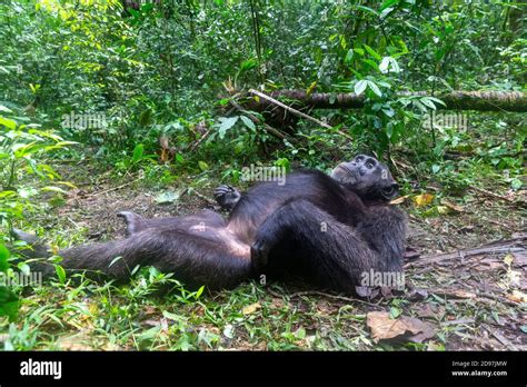 Chimpanzee (Pan troglodytes) male , Alpha male, Resting on the ground ...