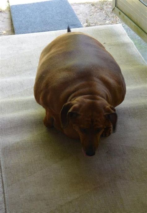 Meet The World's Fattest Wiener Dog in 2023 | Weiner dog, Wiener dog, Weenie dogs